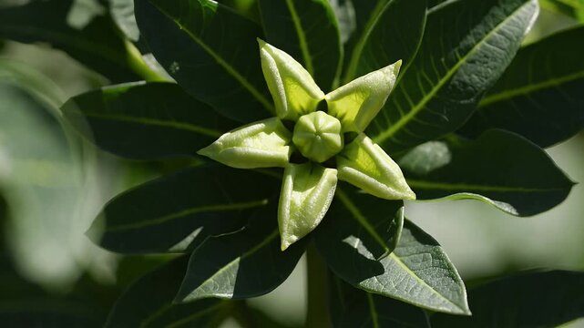 sharp macro view of a golden penda flower seedling swaying in daylight  its star shaped petals and vibrant green foliage ideal for botanical studies  plant care themes  or lush nature cinematography