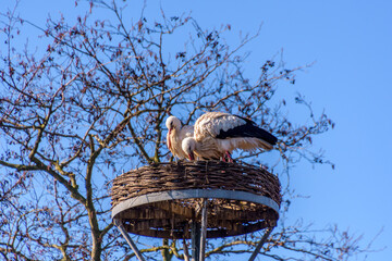 White stork on the nest