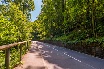 Asphalt  road in the forest