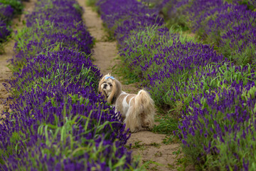 Shih Tzu Dog On Path Through Lavender Field