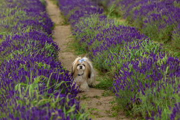 Shih Tzu Dog On Path Through Lavender Field