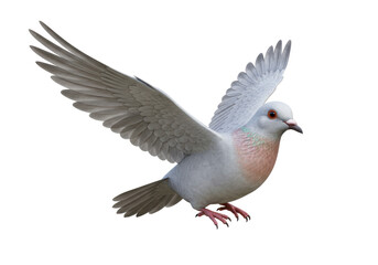 Isolated Dove with Spread Wings Graceful Flight