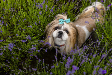 Shih Tzu Dog With Blue Bow In Lavender Field