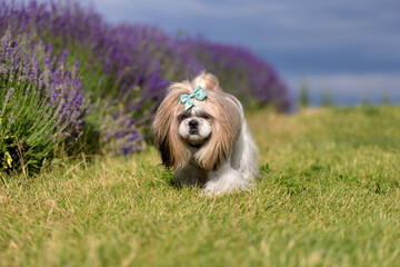 Shih Tzu Dog On Hill With Lavender Background