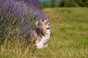 Shih Tzu Dog On Hill With Lavender Background