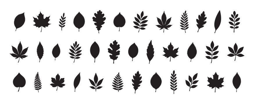 Collection of various leaf silhouettes in black, isolated on white background, graphic illustration. concept of nature, botanical elements, foliage, plant design, icon set