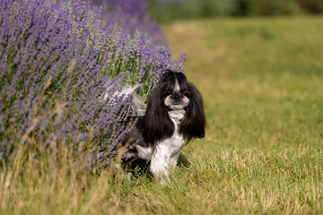Shih Tzu Dog On Hill With Lavender Background