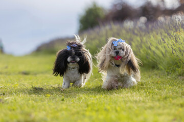 Two Adorable Shih Tzu Dogs Playing Together in Lavender Field