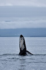 Fototapeta premium Avistamiento de ballena jorobada en el océano. Islandia