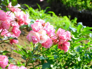 Fototapeta premium pink rose flower macro photo