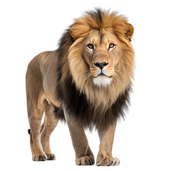 Obraz premium lion isolated on white background