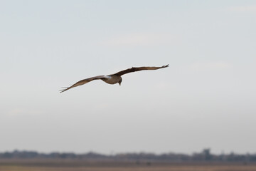 Un Halcon Aleto, tambien conocido como Falco femoralis, volando en busca de alimento