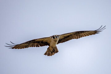 osprey in flight