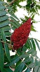 exotic ornamental tree, garden decoration, sumach olenegiria, red-purple flower with bright green leaves
