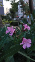 Floral Background as Close-up Photography