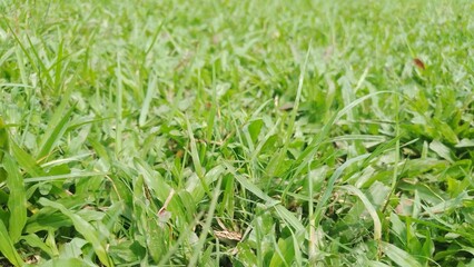 Lush Green Grass Blades Close Up, Nature Texture Background
