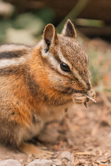 Adorable Chipmunk Posing in Nature with Its Cheeks Full