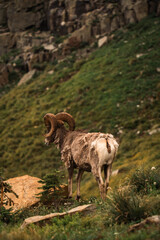 Bighorn sheep standing on rocky mountain terrain in Glacier National Park