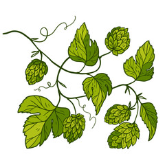 illustration of a hop vine with green leaves and cones. brewery decor © raykova