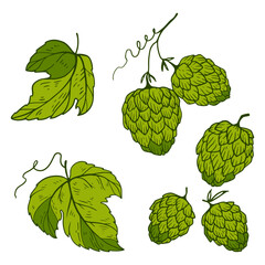 a set of hop drawings with cones and leaves for beer decoration
