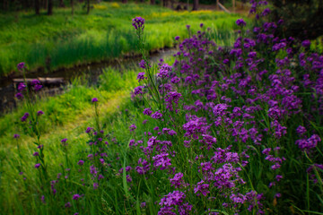 Purple Wildflowers through South Dakota's Black Hills