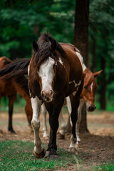 Obraz premium Horse walking in a pasture on a sunny day