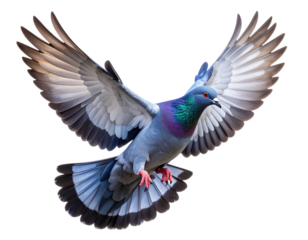 blue winged dove