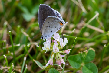 butterfly on a flower