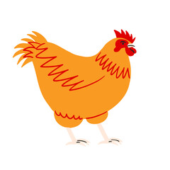 Cartoon chicken on isolated background. Farm animal. Vector illustration