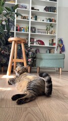 Kitten posing on a wooden floor in the house and looking straight ahead. British Shorthair Blue...