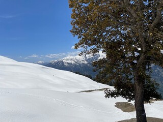 Lone tree on a mountain top