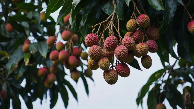 Ripe Lychee Hanging on Tree Branch