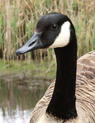 A canada goose with water and reeds background in closeup