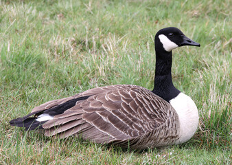 A canada goose at rest on the grass in closeup