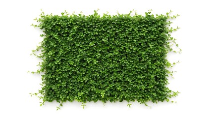 A creeping fig vine growing in a square shape with small green leaves, isolated on white background