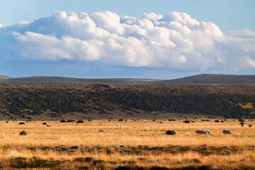 Obraz premium Flock of scattered sheep in the vast Patagonian steppe, surrounded by golden grasslands, gentle hills and dramatic clouds. Natural, minimalist scene evoking calm, freedom and rural landscape