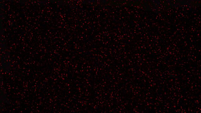 particle movement on a white background. pink and black particles animation backdrop .particle movement on a white background. 