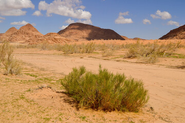 Stunning desert scenery in Wadi Rum, Jordan, showcasing sand, rock formations and green shrubs.