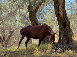 Horse grazing in the olive grove.