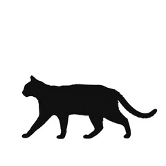 Obraz premium Silhouette of a cat walking on a white background art