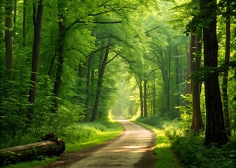 Obraz premium Green forest road with summer sunlight high resolution photo