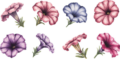 Pink trumpet flowers with green leaves in botanical watercolor style. Watercolor floral set of trumpet flowers with leaves on white background.