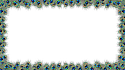 beautiful peacock feathers decoration frame on white background. concept for janmashtami festival.