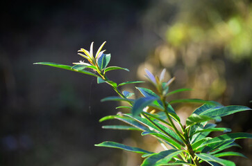 wild flowers in the forest