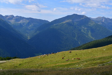 K&uuml;he auf der Weide und Berge im Ultental in S&uuml;dtirol 