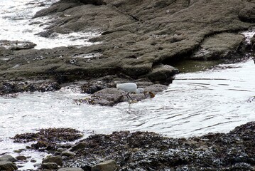 Aigrette garzette .