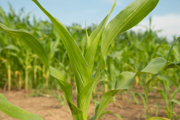 Obraz premium Healthy corn plant growing in a vast field under clear blue sky during a sunlit afternoon