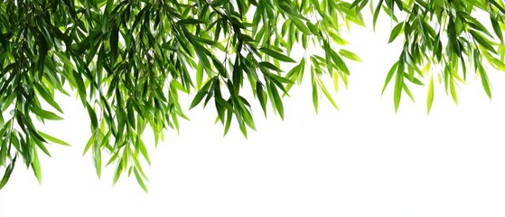 The vibrant green leaves gently sway in the soft light.