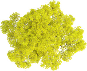 Top view of Maple Tree - Acer Palmatum