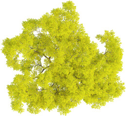Top view of Maple Tree - Acer Palmatum